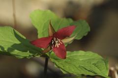 Red Trillium.jpg 